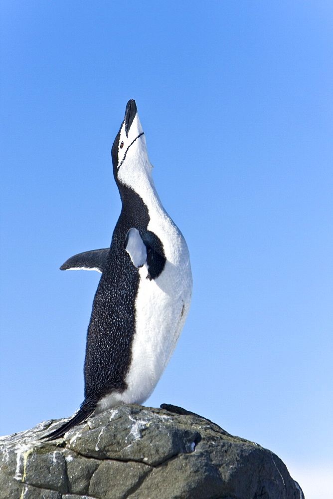 Chinstrap penguin (Pygoscelis antarctica) colony on Barrentos Island in the Aitcho Island Group in the South Shetland Islands near the Antarctic Peninsula