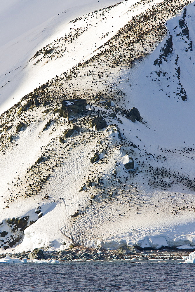 Chinstrap penguin (Pygoscelis antarctica) colony on Gibb Island in the South Shetland Islands near Elephant Island