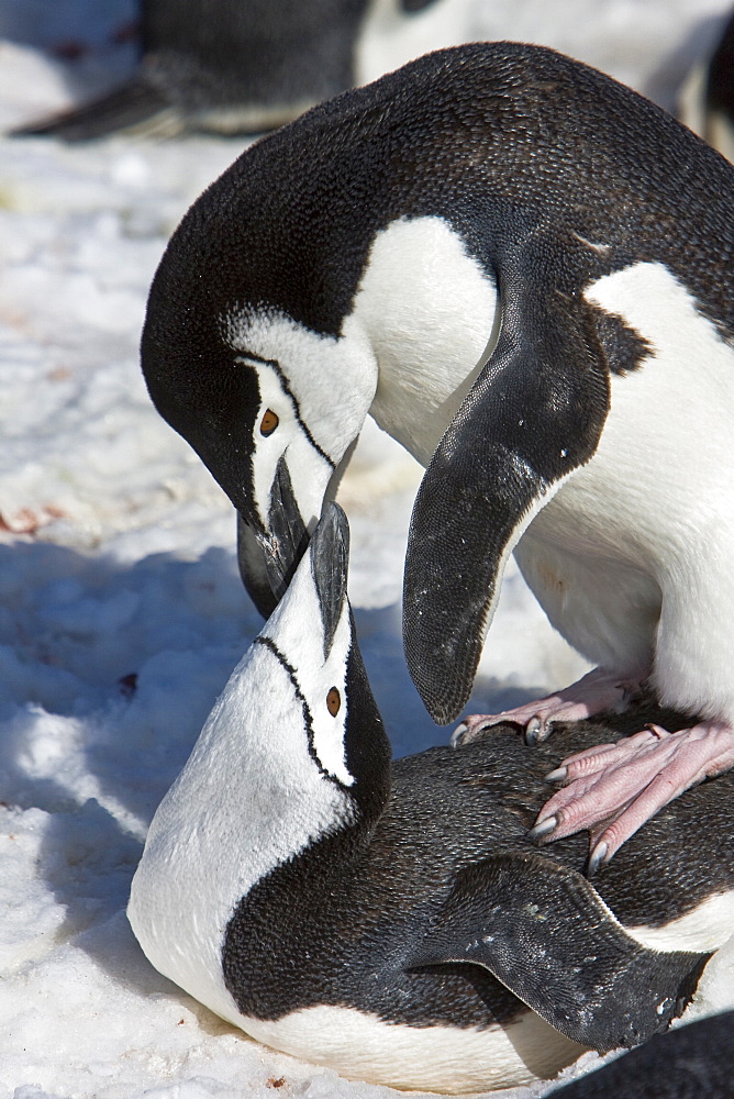 Chinstrap penguin pair (Pygoscelis antarctica) mating at a breeding colony on Barrentos Island in the Aitcho Island Group in the South Shetland Islands near the Antarctic Peninsula