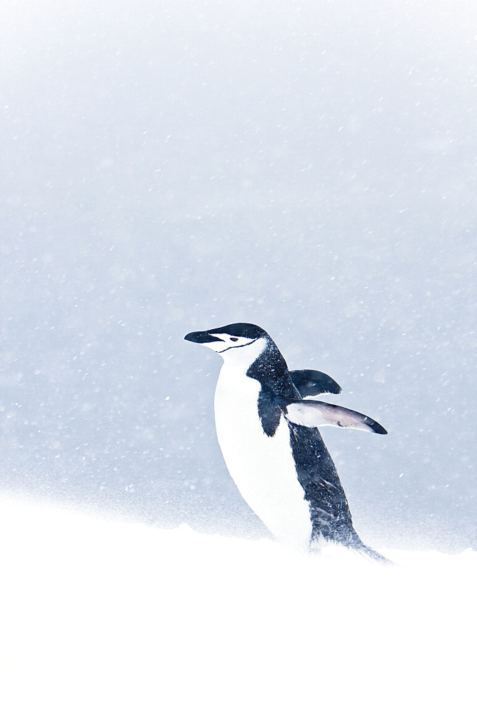 An adult chinstrap penguin (Pygoscelis antarctica) returning to the nest at a breeding colony in a snowstorm on Half Moon Island near Livingston Island, South Shetland Islands