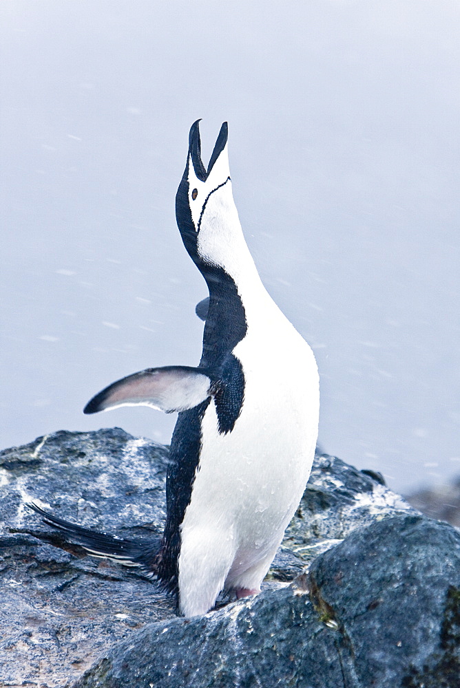 Adult chinstrap penguin (Pygoscelis antarctica) braying in a breeding colony in a snowstorm on Half Moon Island near Livingston Island in the South Shetland Islands near the Antarctic Peninsula