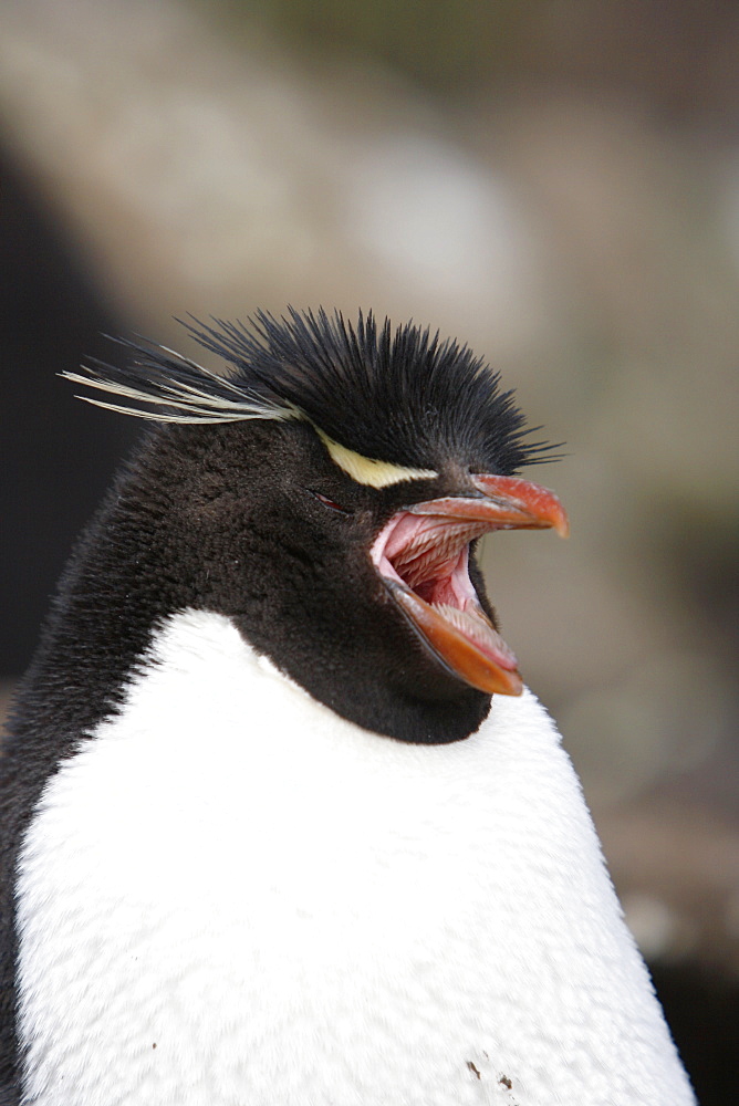 Rockhopper Penguin (Eudyptes chrysocome) at Devil's Nose on New Island in the Falkland Islands, South Atlantic Ocean.