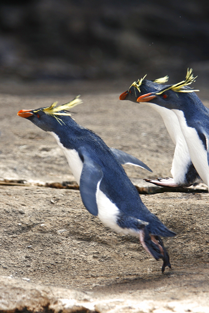 Adult rockhopper penguins (Eudyptes chrysocome moseleyi) "hopping" on Nightingale Island in the Tristan da Cunha Island Group, South Atlantic Ocean