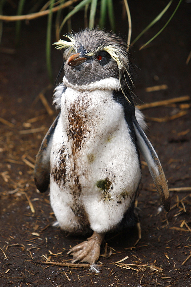 Adult rockhopper penguin (Eudyptes chrysocome moseleyi) going through a catastrophic molt on Nightingale Island in the Tristan da Cunha Island Group, South Atlantic Ocean