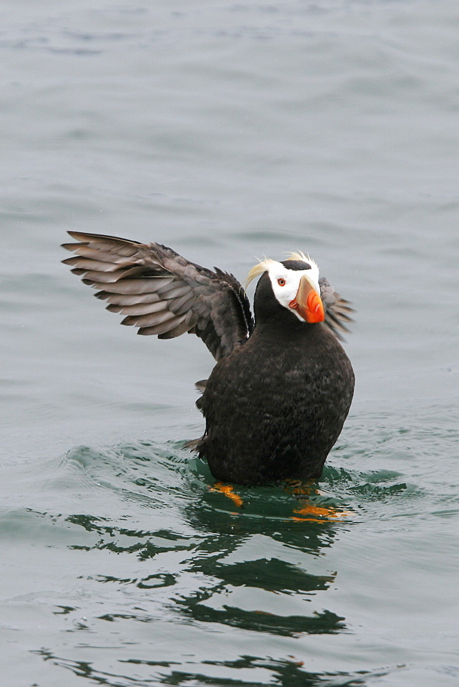 Adult Tufted Puffin (Fratercula cirrhata) near nesting site on South Marble Island in Glacier Bay National Park, Southeast Alaska, USA. Pacific Ocean.