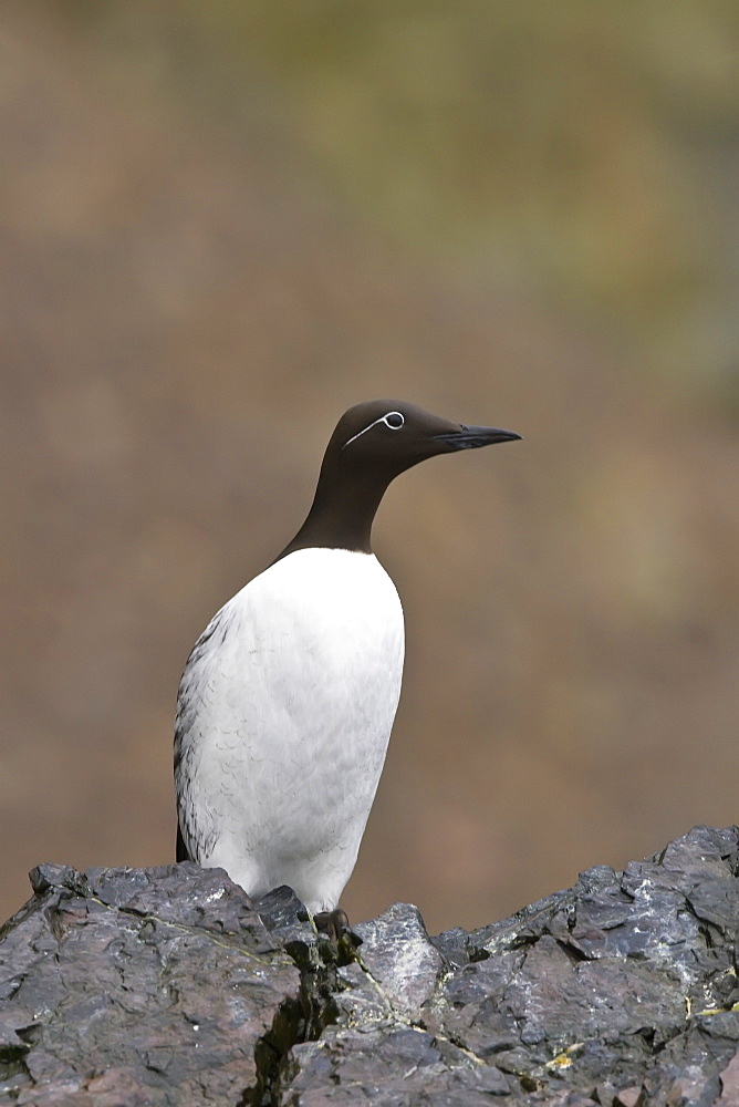 Common guillemot (Uria aalge) nesting near the Fuglefjellet cliffs (411m) on Bear Island in the Svalbard Archipeligo, Barents Sea, Norway