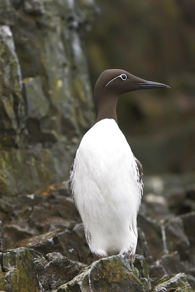 Common guillemot (Uria aalge) nesting near the Fuglefjellet cliffs (411m) on Bear Island in the Svalbard Archipeligo, Barents Sea, Norway