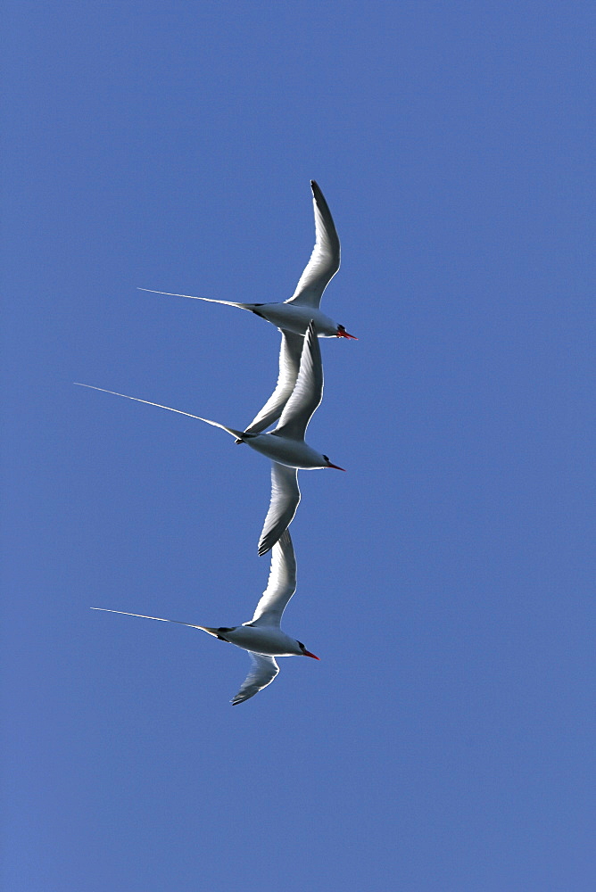 Three Red-billed Tropicbird (Phaethon aethereus) in flight during mating season over Isla San Pedro Martir in the Gulf of California (Sea of Cortez), Mexico.