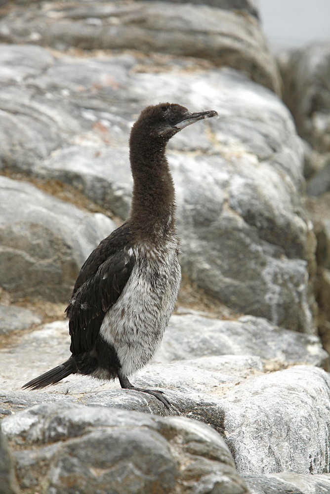 Juvenile Antarctic Shag (Phalacrocorax (atriceps) bransfieldensis) on Petermann Island near the Antarctic Peninsula