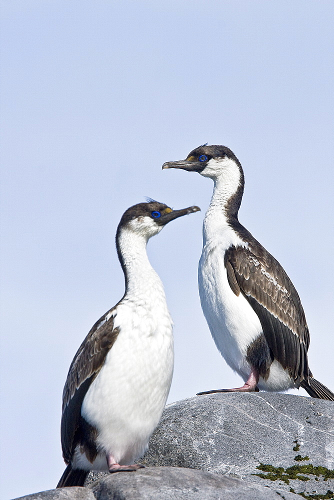 Antarctic Shag (Phalacrocorax (atriceps) bransfieldensis) on breeding colony on Petermann Island on the west side of the Antarctic Peninsula