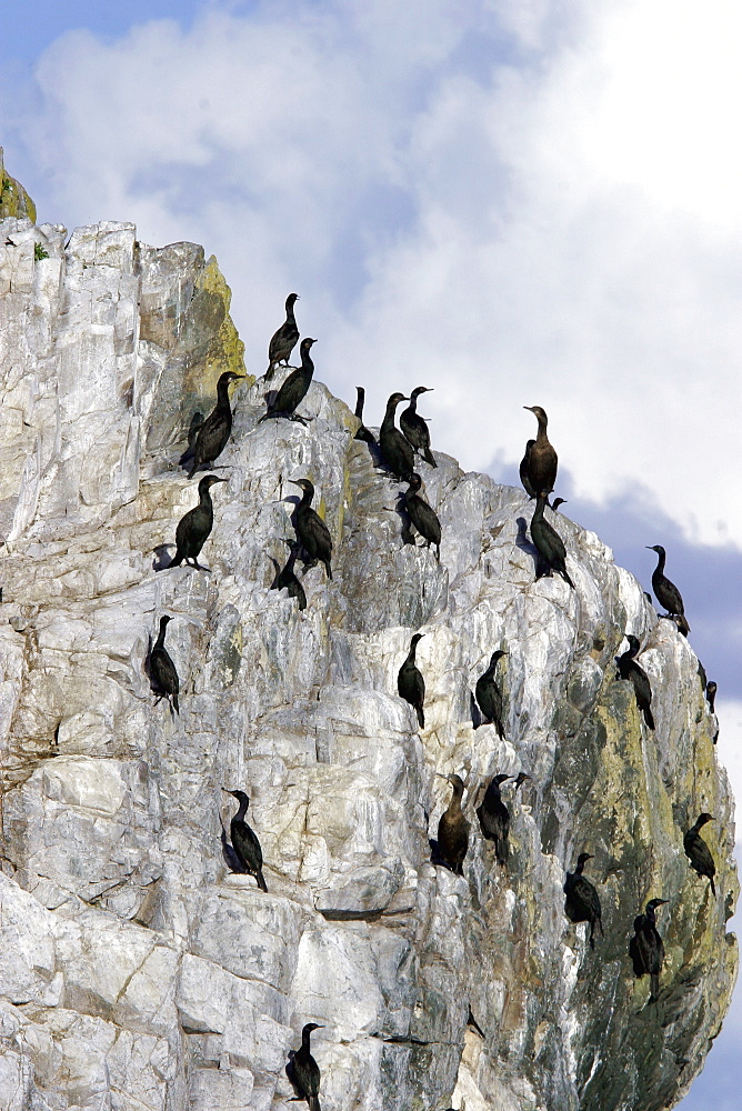 Adult Double-crested Cormorants (Phalacrocorax auritus) roosting near Vancouver Island, British Columbia, Canada. Pacific Ocean.