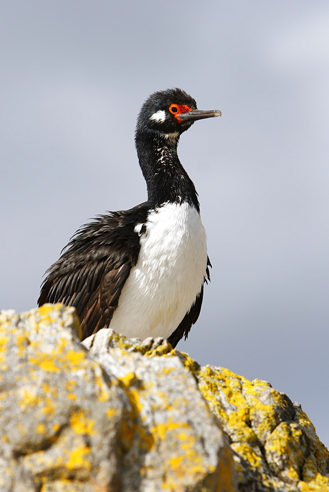 Adult Rock Cormorant (Phalacrocorax magellanicus). This bird is locally known as a rock shag. Falkland Island Group, South Atlantic Ocean.