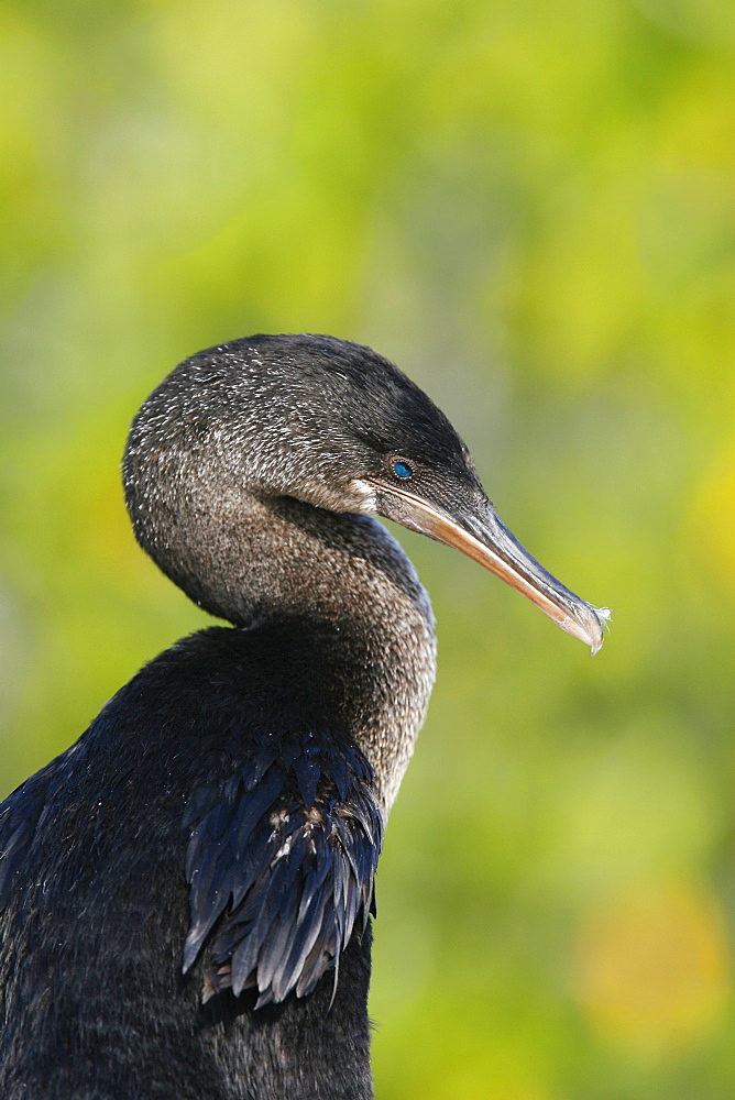 Flightless cormorant (Nannopterum harrisi) in the Galapagos Island Group, Ecuador. This Galapagos endemic cormorant has lost the ability to fly as there are no predators in the islands to prey on it.