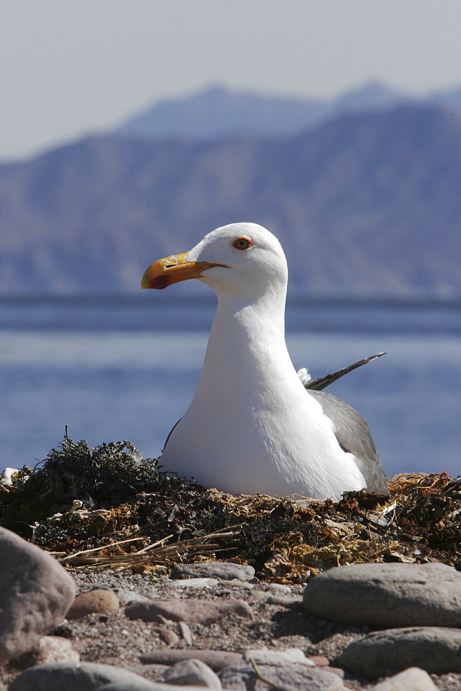 Yellow-footed Gull (Larus livens) on nest on Isla San Esteban in the Gulf of California (Sea of Cortez), Mexico. This species is enedemic to the Gulf of California.