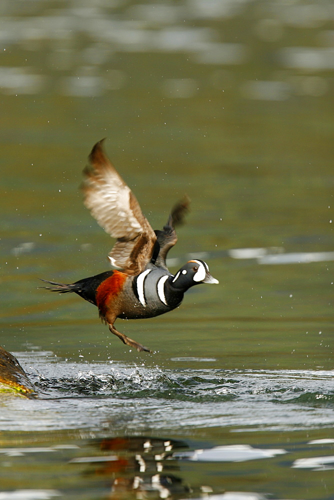 Breeding adult male harlequin duck (Histrionicus histrionicus) taking flight in Red Bluff Bay on Baranof Island, Southeast Alaska