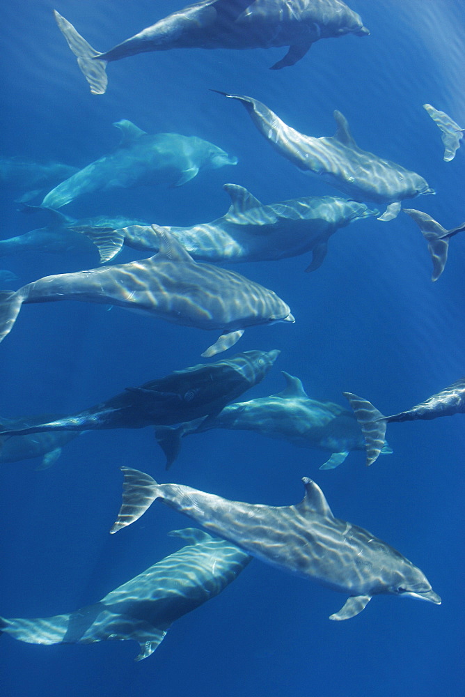 Adult Bottlenose Dolphin (Tursiops truncatus gilli) leaping in the upper Gulf of California (Sea of Cortez), Mexico.