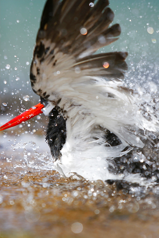 American oystercatcher (Haematopus ostralegus) bathing in a tidepool along the shoreline on Bartolome Island in the Galapagos Island Group, Ecuador. Pacific Ocean.