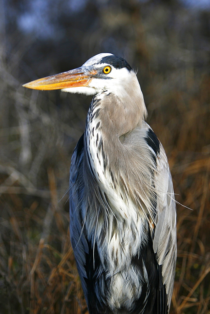 Adult great blue heron close-up (Ardea herodias) at Puerto Egas on Santiago Island in the Galapagos Island Group, Ecuador. Pacific Ocean.