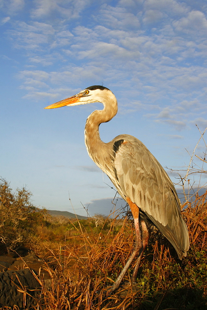 Adult great blue heron (Ardea herodias) at Puerto Egas on Santiago Island in the Galapagos Island Group, Ecuador. Pacific Ocean.