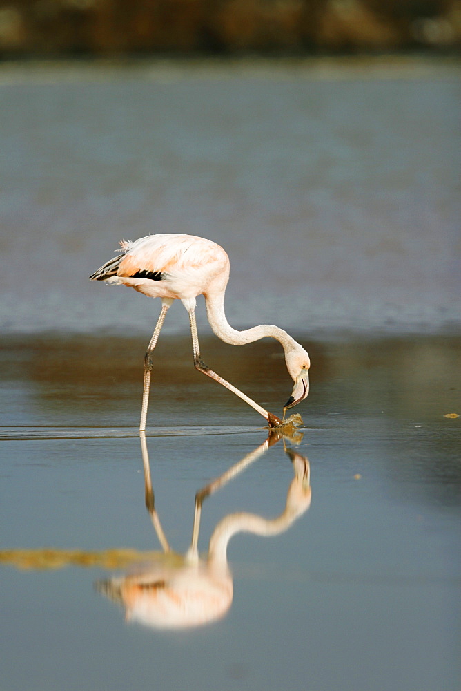 Greater Flamingo (Phoenicopterus ruber) feeding in the calm water lagoon behind Cormorant Point, on Floreana Island in the Galapagos Island Archipeligo. Pacific Ocean.