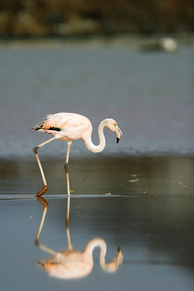 Greater Flamingo (Phoenicopterus ruber) reflected in the calm water lagoon behind Cormorant Point, on Floreana Island in the Galapagos Island Archipeligo. Pacific Ocean.