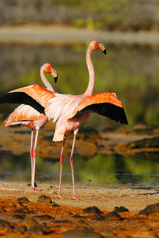 Greater flamingo (Phoenicopterus ruber) foraging for small pink shrimp (Artemia salina) in saltwater lagoons in the Galapagos Island Group, Ecuador. Pacific Ocean.