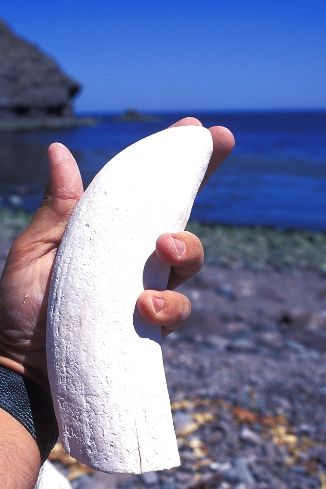 Eight-inch tooth from lower right mandible (jawbone) of an adult bull Sperm Whale (Physeter macrocephalus) in the mid-riff region of the Gulf of California (Sea of Cortez), Mexico.