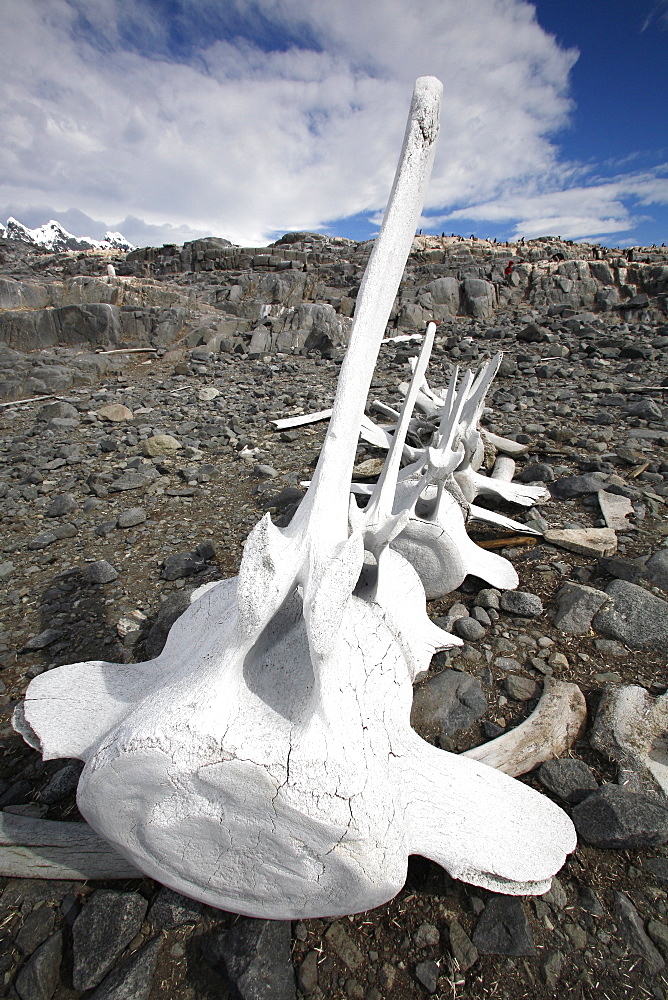 Weathered whale vertebrae on Jougla Point near the old British Whaling Station at Port Lockroy on Weincke Island, Antarctica.