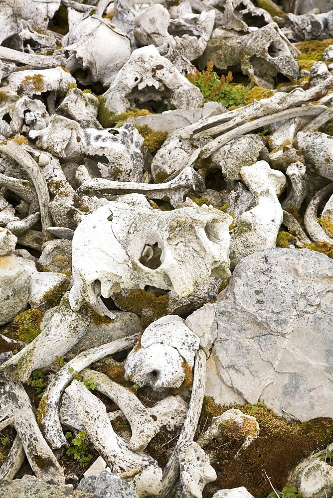 The remains of a walrus (Odobenus rosmarus rosmarus) slaughter and processing near the Radio station on northern Bear Island   in the Svalbard Archipeligo.