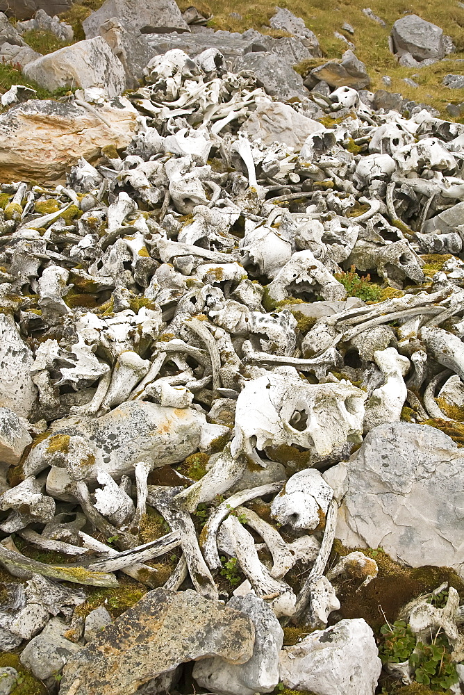 The remains of a walrus (Odobenus rosmarus rosmarus) slaughter and processing near the Radio station on northern Bear Island   in the Svalbard Archipeligo.