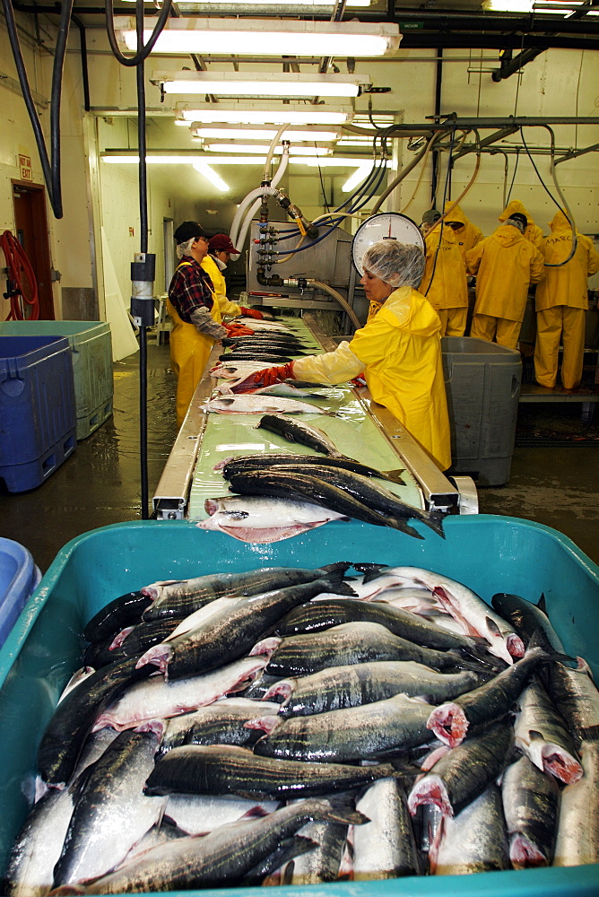 The Norquest fish processing plant in Petersburg, Southeast Alaska, USA. Shown here processing fresh and wild salmon for market.