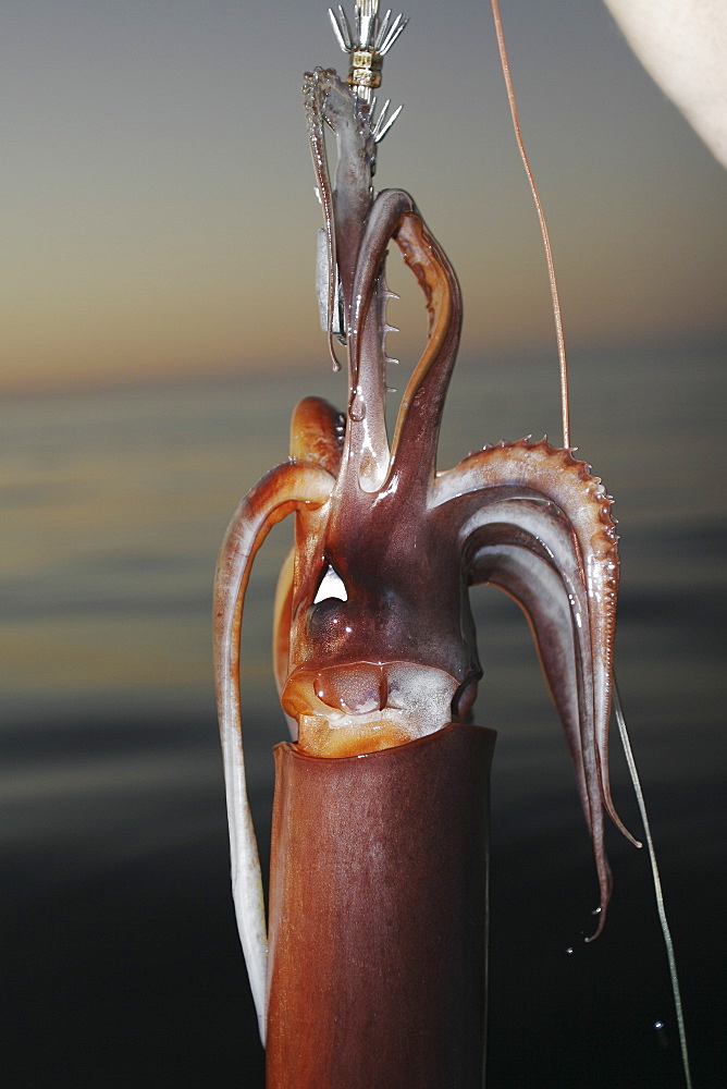 A Mexican fisherman holds up a Jumbo Squid (Dosidicus gigas - also called the Humbolt squid) hand caught at night off the Baja Peninsula, in Santa Rosalia, Baja, Mexico