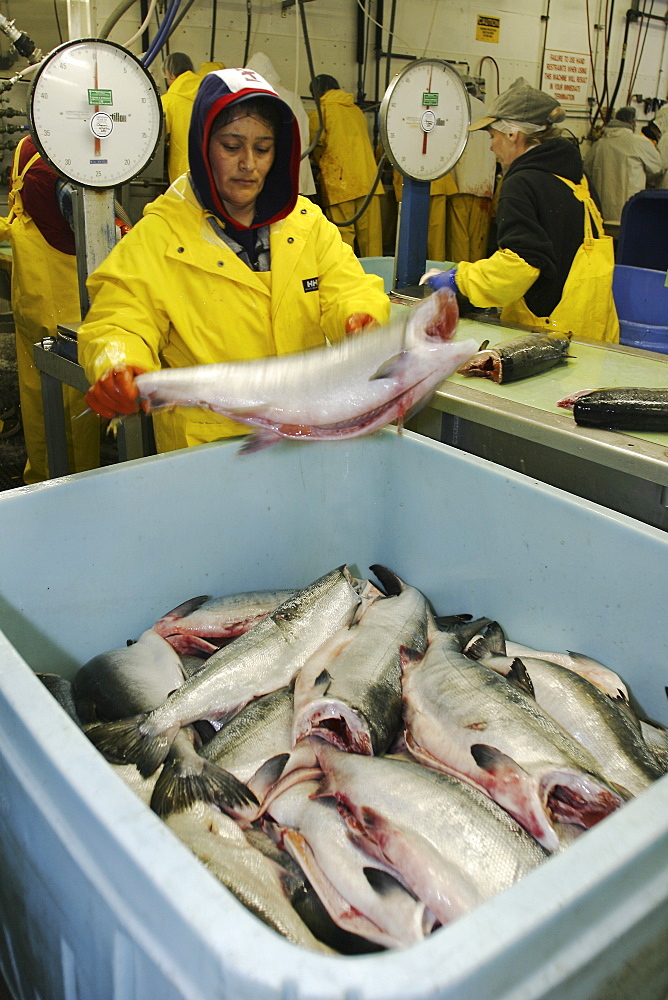 Salmon processing in Petersburg, Southeast Alaska at the Norquest fish processing plant. 