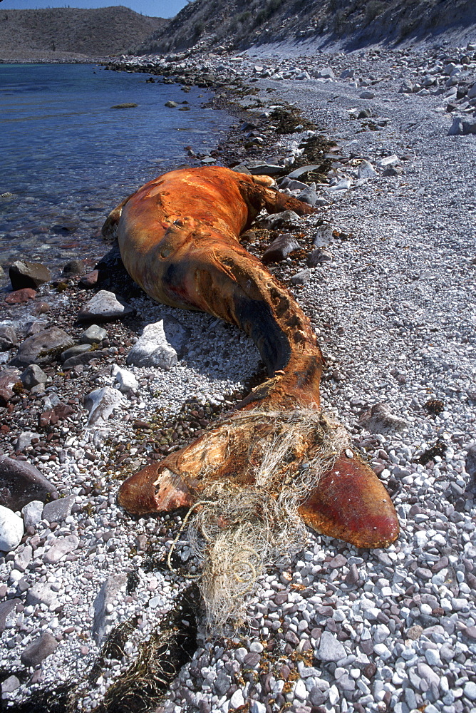 Gray Whale Calf, Eschrichtius robustus, dead with fishing net around flukes, Isla Tiburon, Sonora, Mexico
