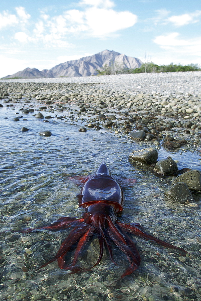 Humbolt Squid, Dosidicus gigas, stranded in shallow tidepool, Punta Sargento, Sonora, Mexico