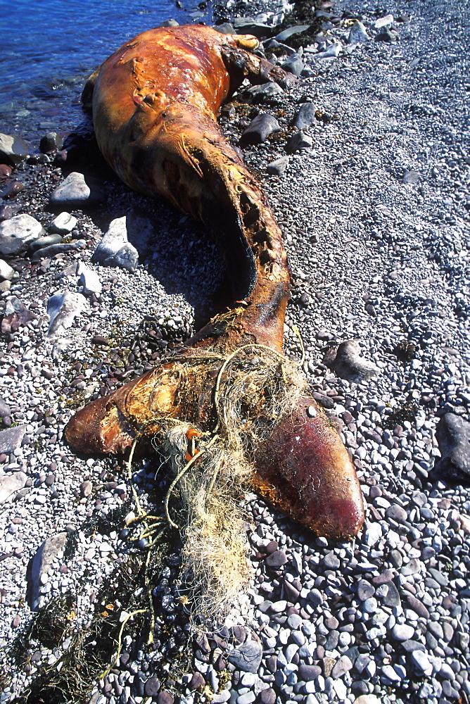 Beached California Gray Whale (Eschrichtius robustus) calf stranded by gill net around flukes on Isla Tiburon in the Gulf of California (Sea of Cortez), Mexico.