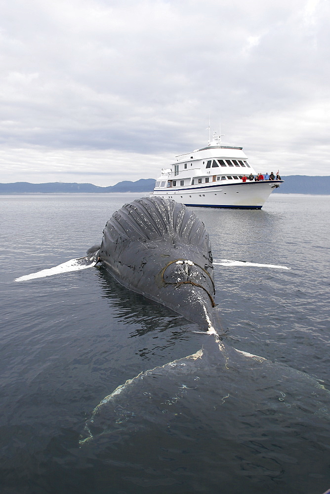 Dead female humpback whale (Megaptera novaeangliae) calf encountered in Frederick Sound, Southeast Alaska