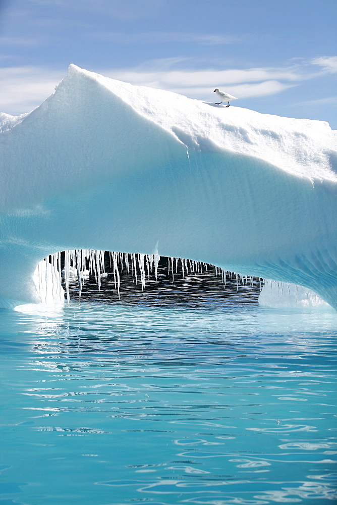 Detail of a melting iceberg (note the dripping icicles) grounded at Heroina Island in the Weddell Sea, Antarctica. Note the snowy sheathbill on top of the iceberg.