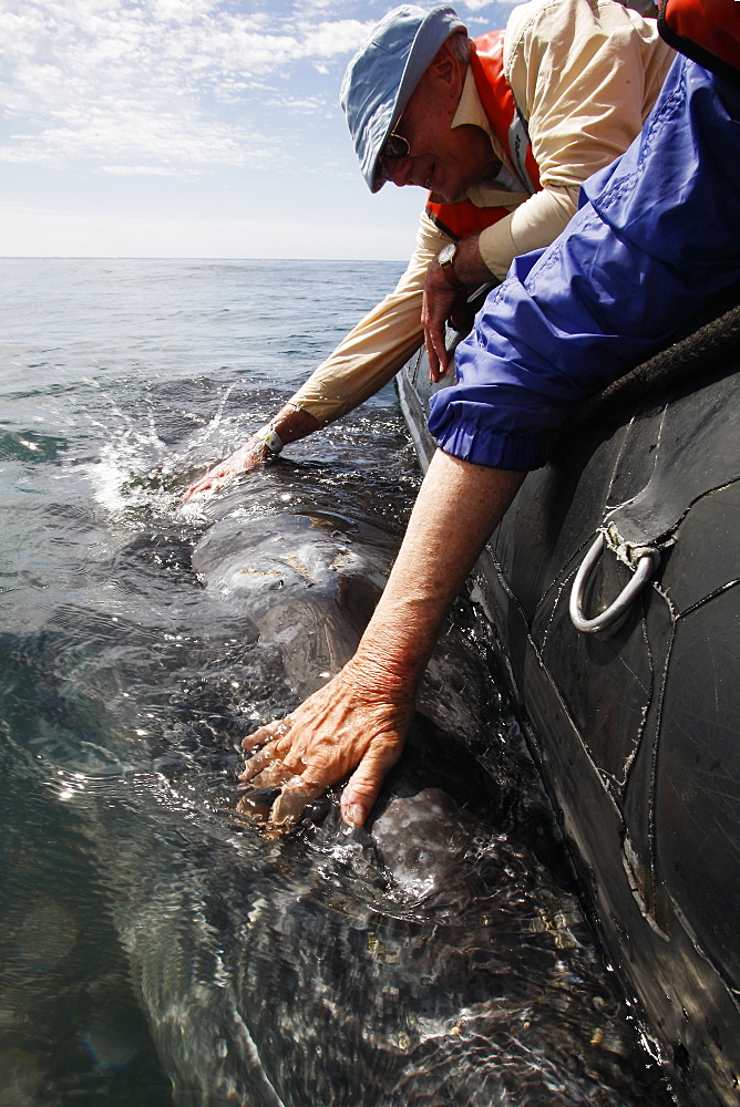 California gray whale (Eschrichtius robustus) calf being touched by excited whale watchers in the calm waters of San Ignacio Lagoon, Baja California Sur, Mexico.