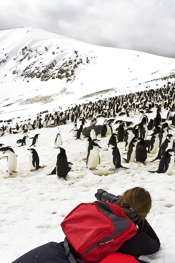 Chinstrap penguin (Pygoscelis antarctica) colony on Bailey Head on Deception Island in the South Shetland Islands near the Antarctic Peninsula