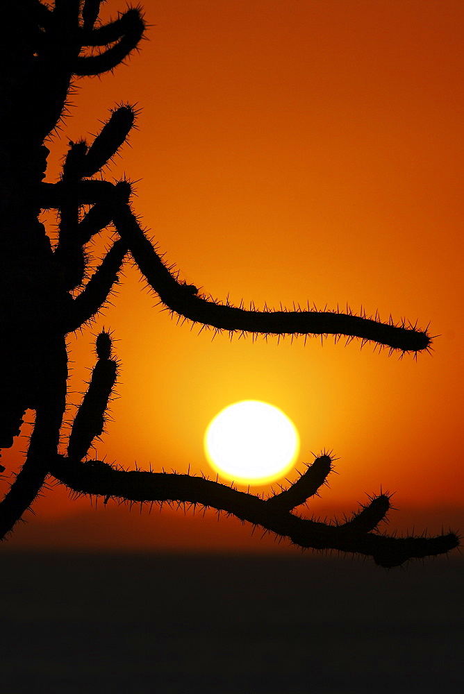 Sunrise through cholla cactus on Isla San Esteban in the Gulf of California (Sea of Cortez), Mexico.