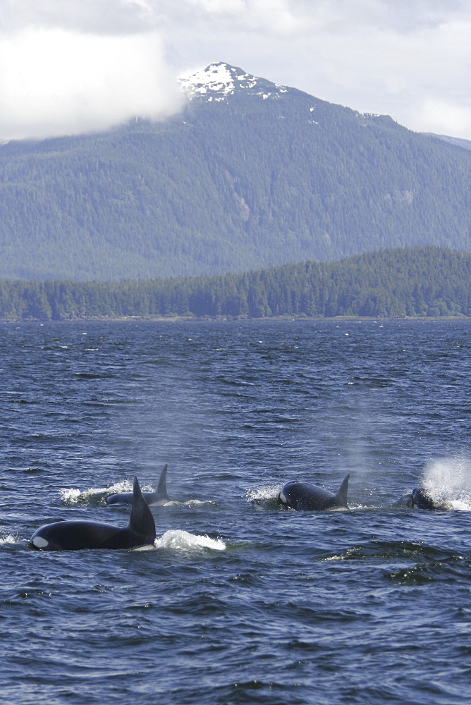 A pod of 5 Orcas (Orcinus orca) encountered off Gardner Point on the south end of Admiralty Island, Southeast Alaska