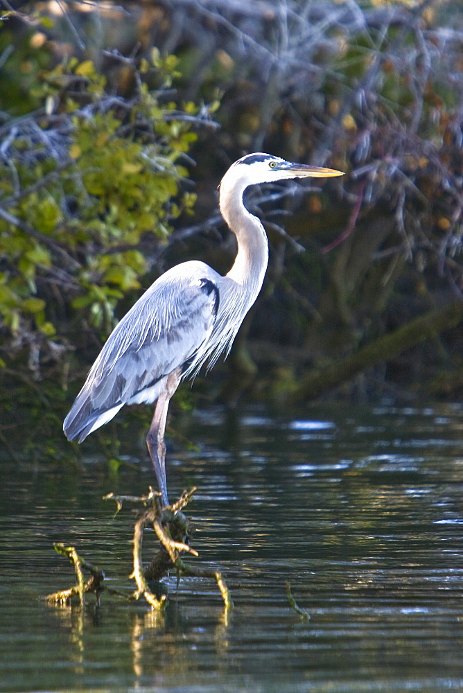 Adult Great Blue Heron (Andea herodias) among the mangrove roots in Magdalena Bay, Isla Magdalena, Baja California Sur, Mexico.