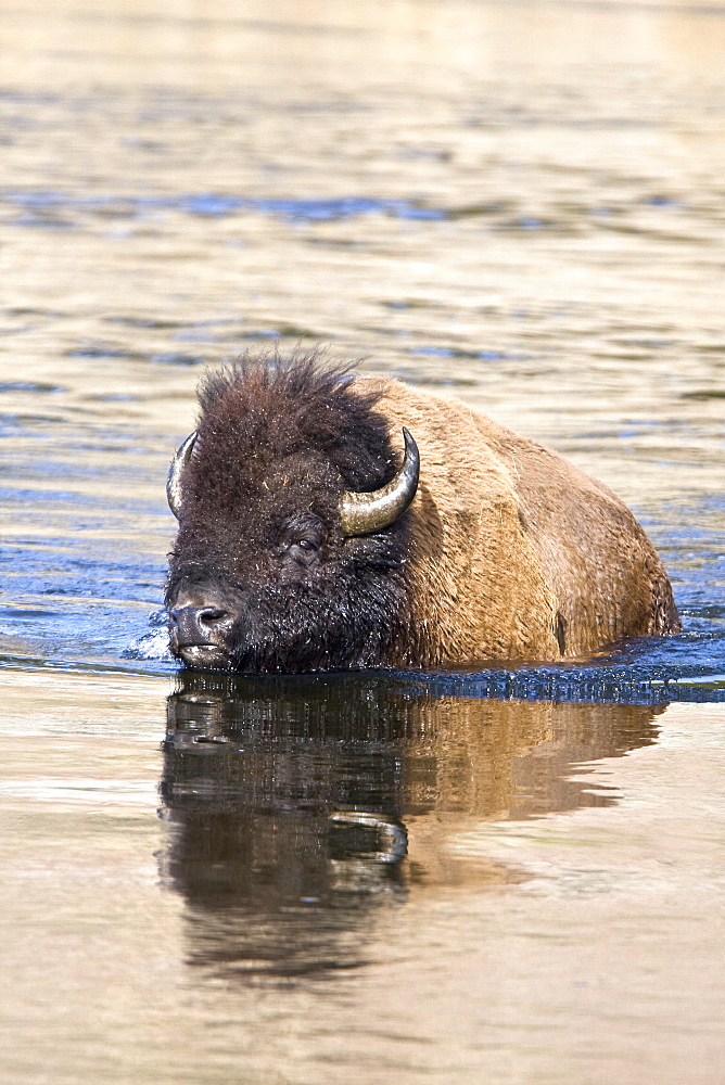 Buffalo (Bison bison) herd crossing the Yellowstone River in Yellowstone National Park, Wyoming, USA.