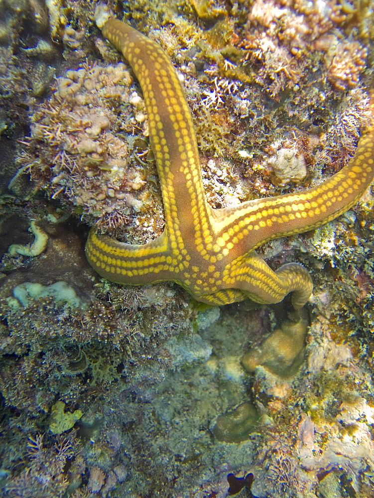 Underwater scenes from the lower Gulf of California (Sea of Cortez), Baja California Sur, Mexico. Shown here is a sea star wrapped around a rock.