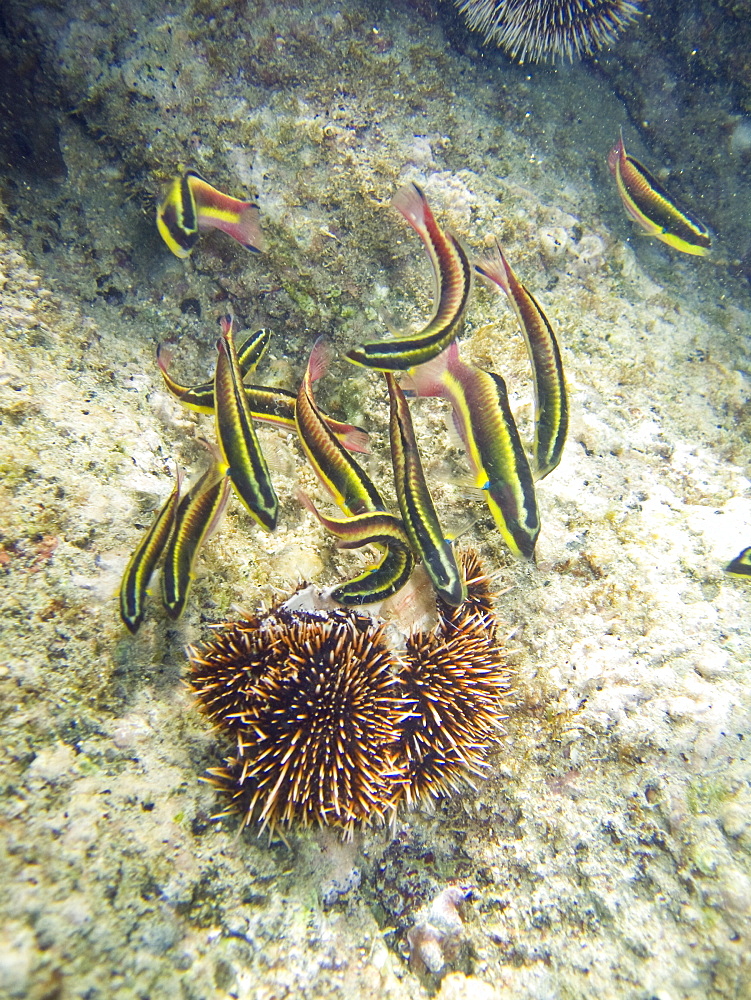 Underwater scenes from the lower Gulf of California (Sea of Cortez), Baja California Sur, Mexico. Shown here are rainbow wrasse (Thalassoma lucasanum) feeding on an urchin test.