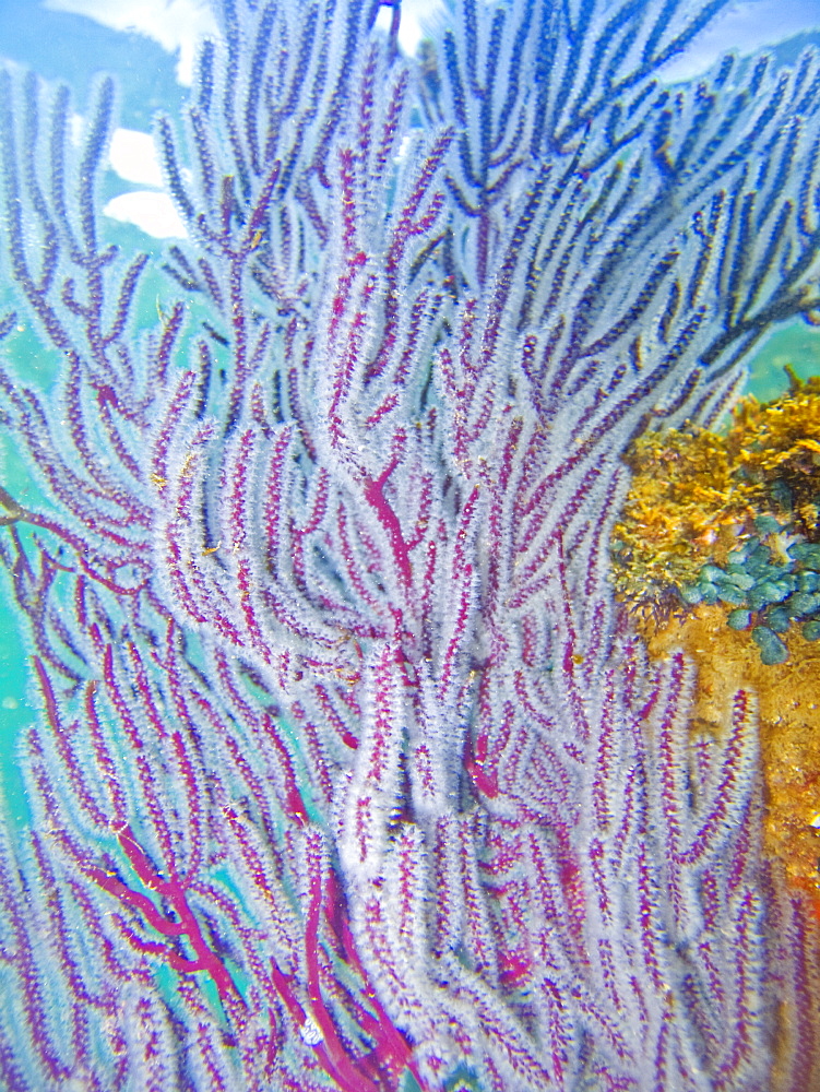 Underwater scenes from the lower Gulf of California (Sea of Cortez), Baja California Sur, Mexico. Shown here is a purple gorgonian sea fan.