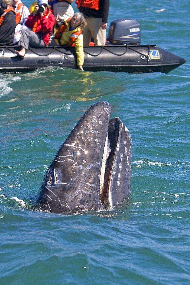 California Gray Whale calf (Eschrichtius robustus) spy-hopping in Magdalena Bay, Baja California Sur, Mexico