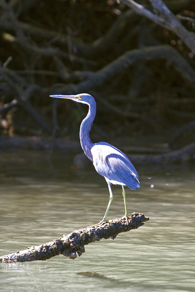 Adult tricolored heron (Egretta tricolor) in Magdalena Bay, Baja California Sur, Mexico.