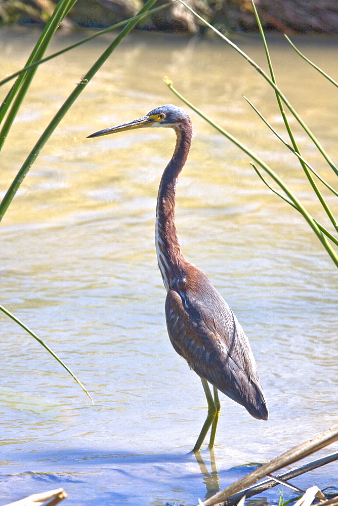 Adult tricolored heron (Egretta tricolor) fishing just outside San Jose del Cabo, Baja California Sur, Mexico.